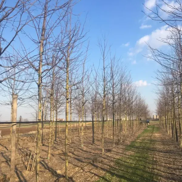 Gleditsia triacanthos 'Skyline' (Trnata gledičevka/Gledičija)