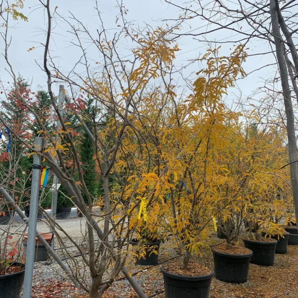 Gleditsia triacanthos 'Sunburst' (Trnata gledičevka/Gledičija)