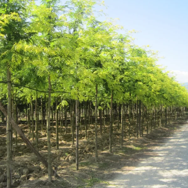 Gleditsia triacanthos 'Sunburst' (Trnata gledičevka/Gledičija)