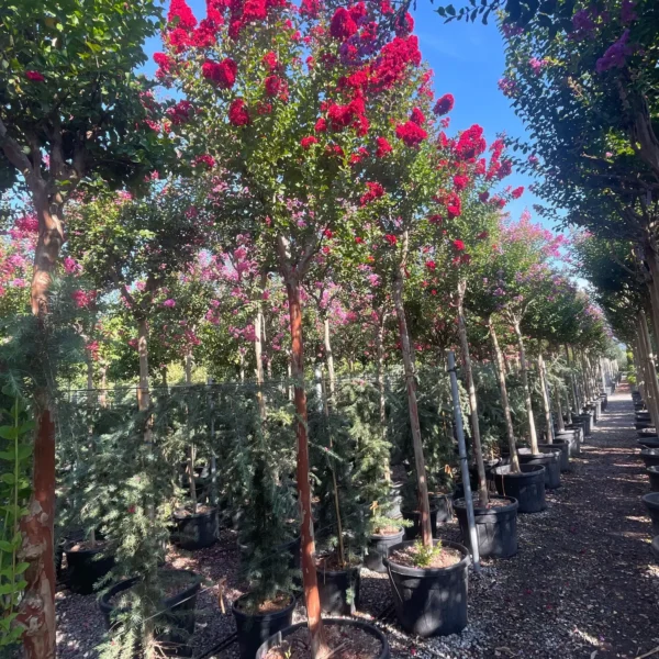Lagerstroemia indica 'Dynamite' (Indijski lila Na steblu)