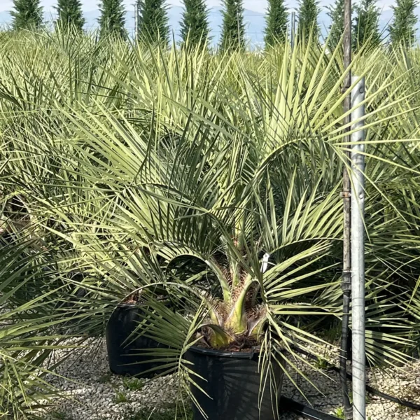Butia capitata (Cocos australis)