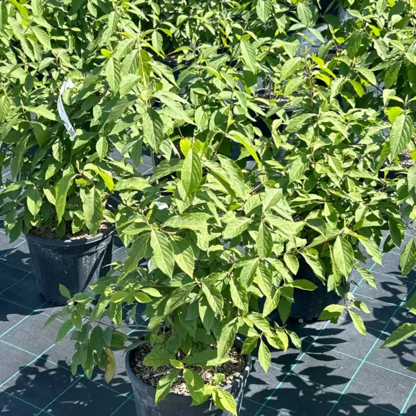 Callicarpa bodinieri 'Profusion' (Lepoplodka)