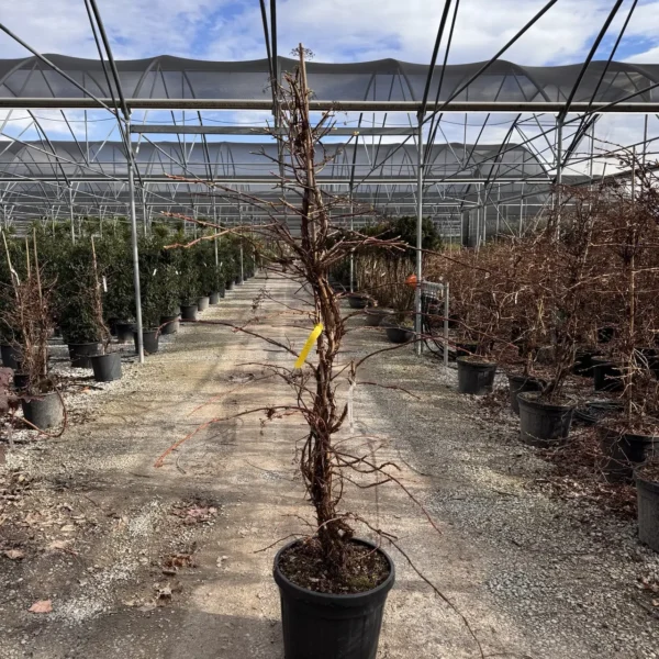 Hydrangea petiolaris (Plezava hortenija)