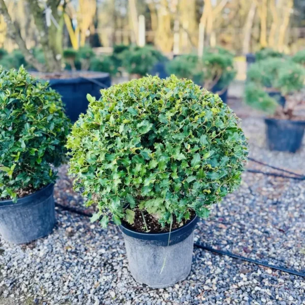 Ilex aquifolium 'Nr.1' (Bodika/Božje drevesce)