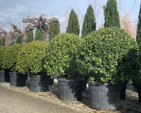 Ilex aquifolium 'Nr.1' (Bodika/Božje drevesce)