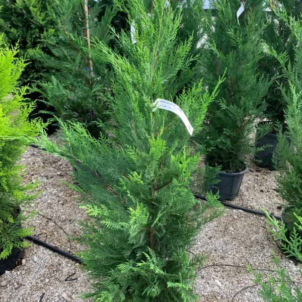 Cupressocyparis leylandii (Lejlandova cipresa)
