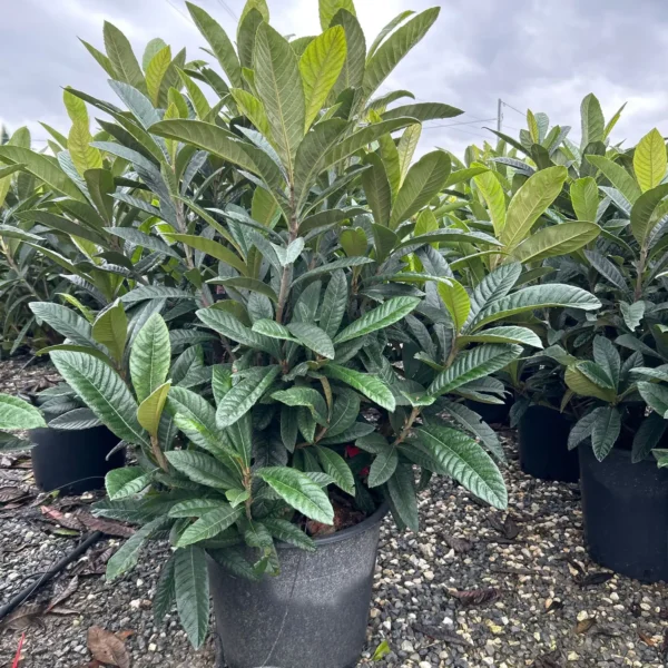 Eriobotrya japonica (Japonska nešplja)