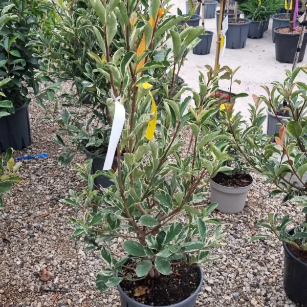 Photinia fr. 'Pink Marble' (Fotinija)