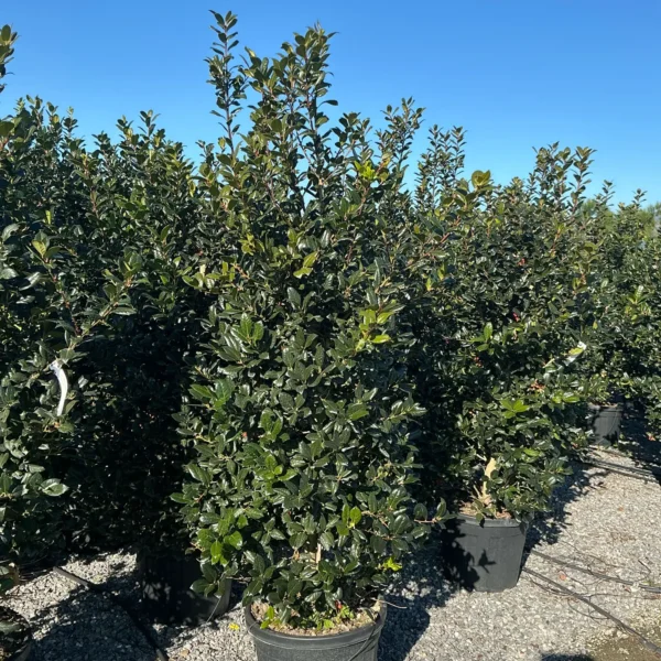 Ilex mutchagara 'Nellie R. Stevens' (Božlje drevce na steblu)