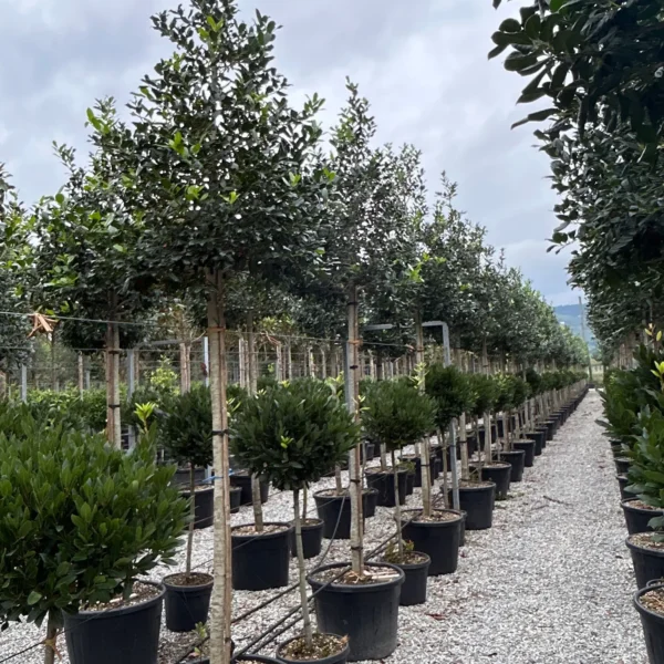 Ilex mutchagara 'Nellie R. Stevens' (Božlje drevce na steblu)