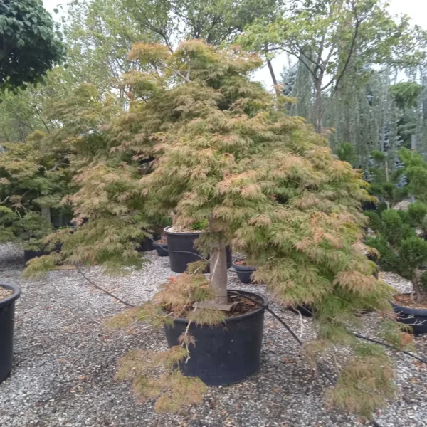 Acer palmatum dissectum 'Inaba Shidare'