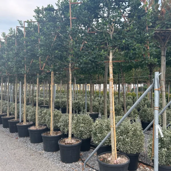 Ilex mutchagara 'Nellie R. Stevens' (Božlje drevce na steblu)