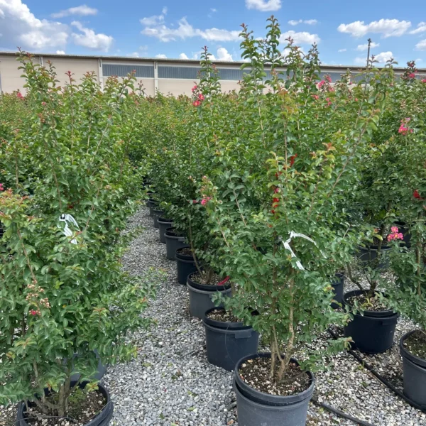 Lagerstroemia Caroline Beauty (Lagerstremija)