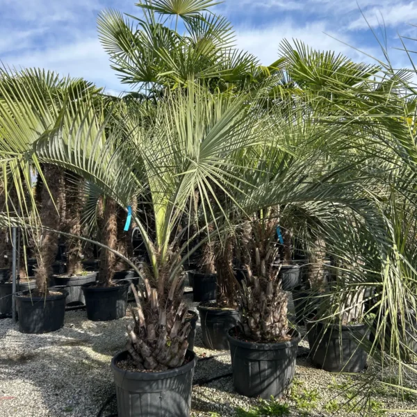 Butia capitata (Cocos australis)