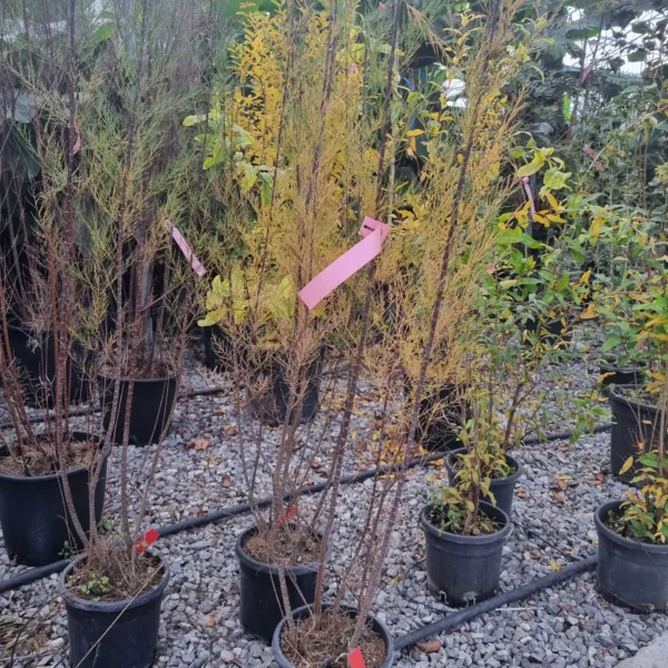 Tamarix tetrandra (Tamariska/Tamariša)