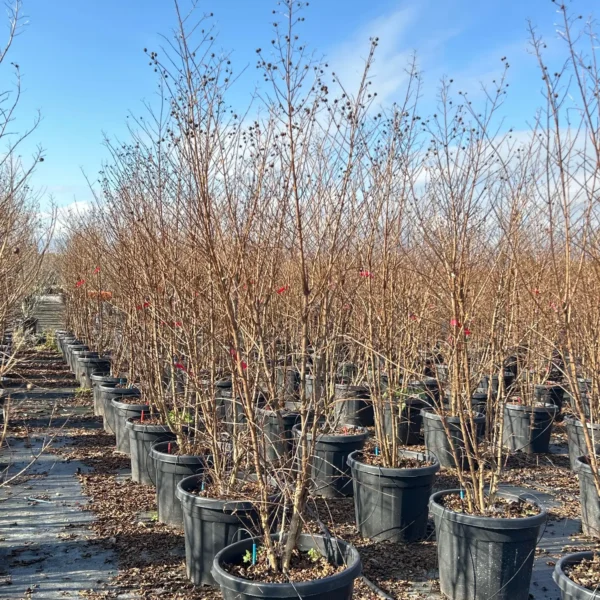 Lagerstroemia Caroline Beauty (Lagerstremija)