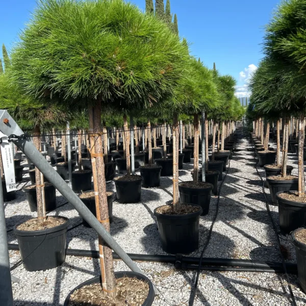 Pinus nigra 'Bambino'  NA STEBLU (Črni bor)