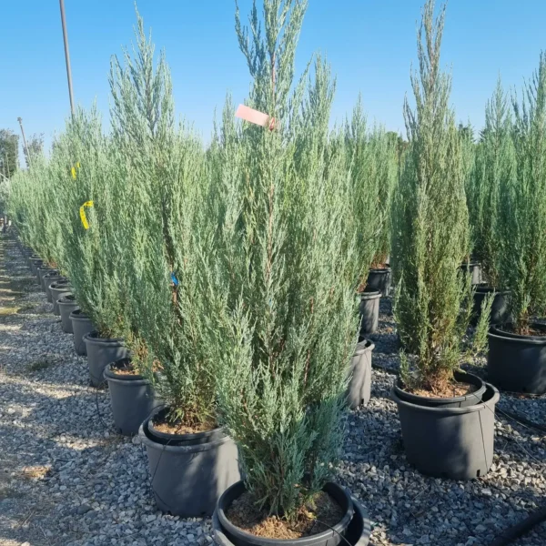 Juniperus scopulorum 'Blue Arrow' (Okrasni brin)