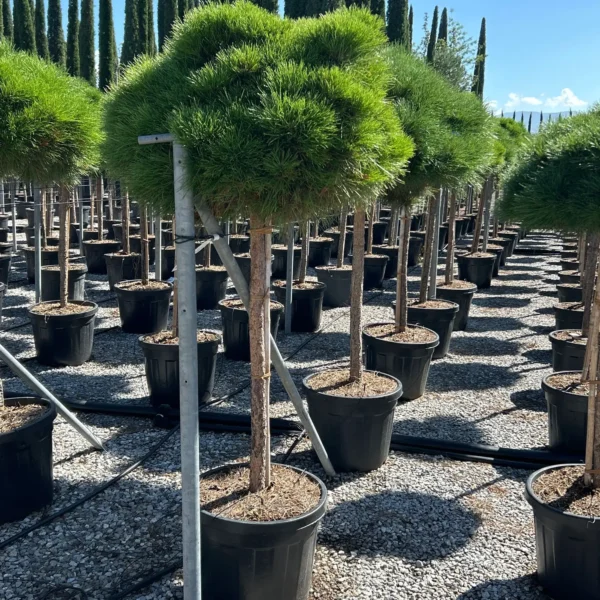 Pinus nigra 'Bambino'  NA STEBLU (Črni bor)