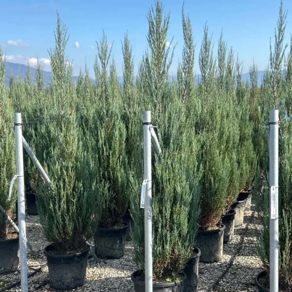 Juniperus scopulorum 'Blue Arrow' (Okrasni brin)