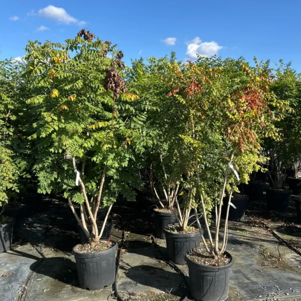 Koelreuteria paniculata (Latnati mehurnik)