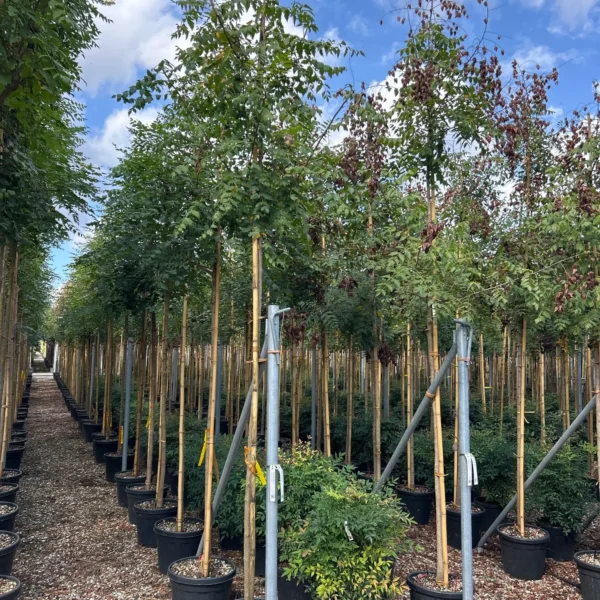 Koelreuteria paniculata (Latnati mehurnik)