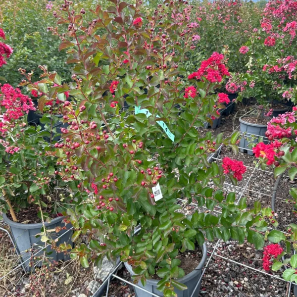 Lagerstroemia Caroline Beauty (Lagerstremija)