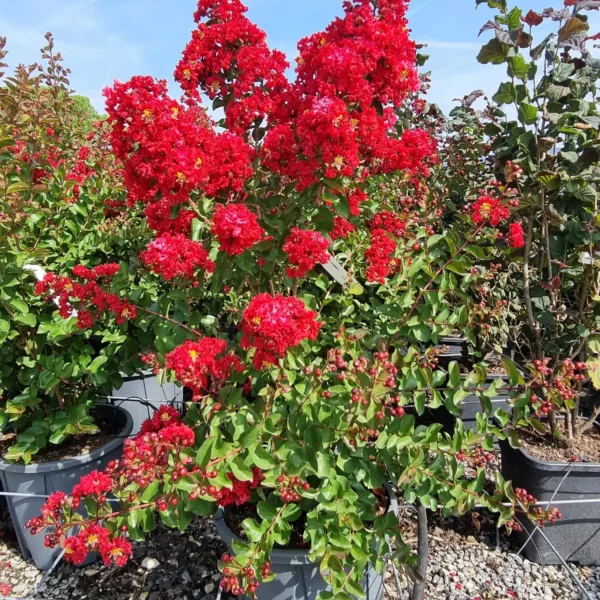 Lagerstroemia indica 'Dynamite' (Indijski lila Na steblu)