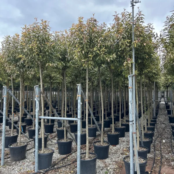 Ligustrum lucidum 'Excelsum Superbum' (Kitajski liguster)