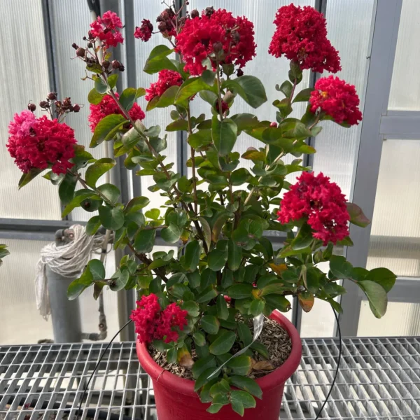 Lagerstroemia indica 'Dynamite' (Indijski lila Na steblu)