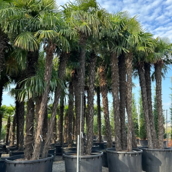 Trachycarpus fortunei (Palma - Visoka žumara)