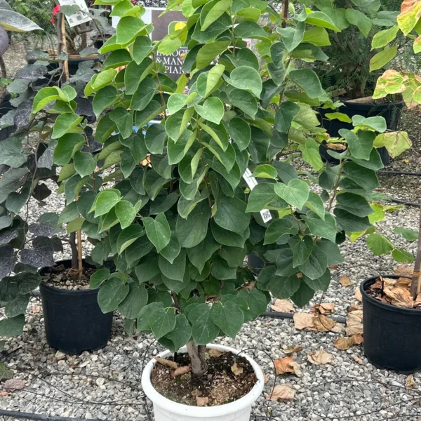 Cercis chinensis 'Shirobana' (Cercis)