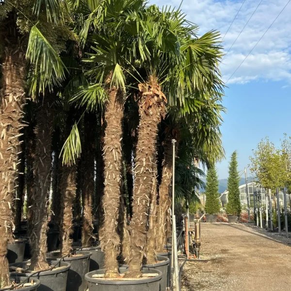 Trachycarpus fortunei (Palma - Visoka žumara)