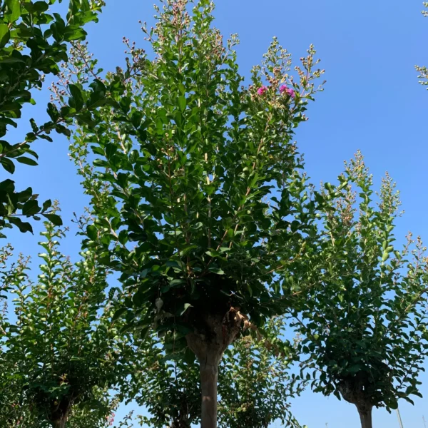 Lagerstroemia Ind. Superviolacea (Lagerstremija)