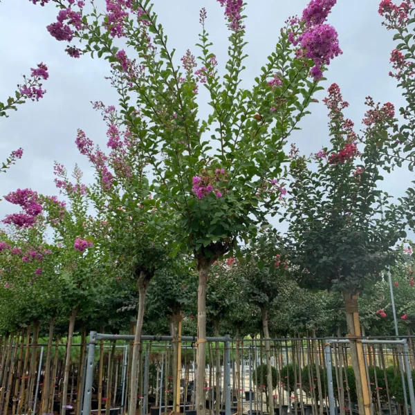 Lagerstroemia Ind. Superviolacea (Lagerstremija)
