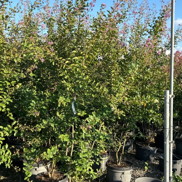 Lagerstroemia Ind. Superviolacea (Lagerstremija)