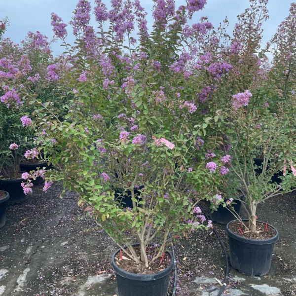 Lagerstroemia Indica 'Violacea Grassi' (Indijska lagerstremija 'Violacea Grassi')