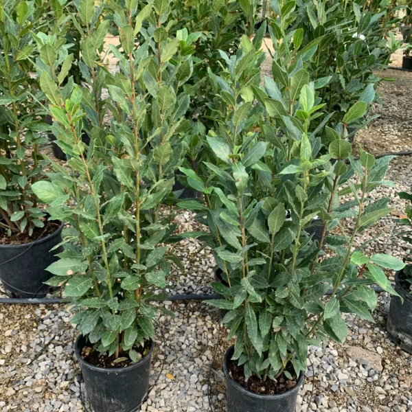 Laurus nobilis (Navadni lovor)