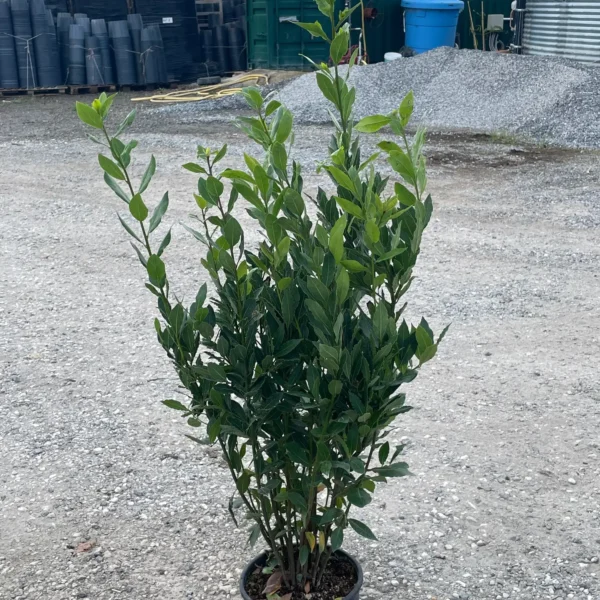 Laurus nobilis (Navadni lovor)