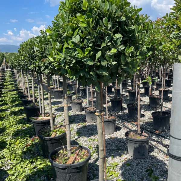 Laurus nobilis (Navadni lovor na steblu)