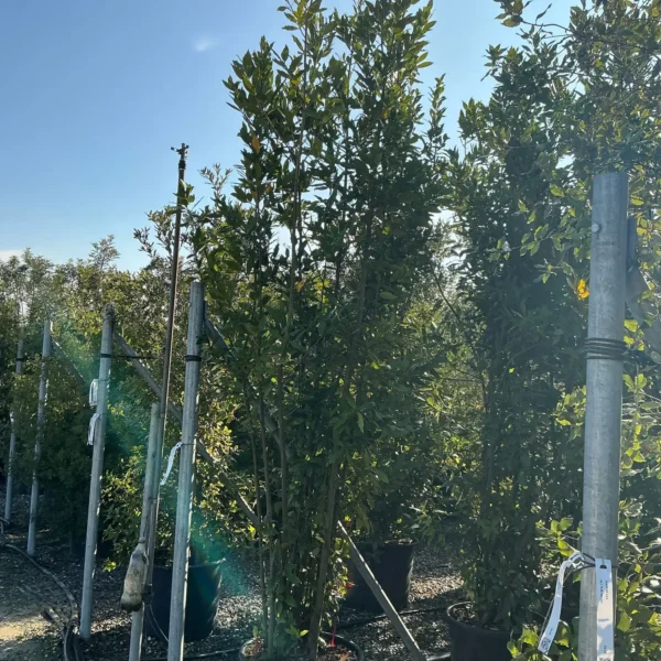 Laurus nobilis (Navadni lovor)