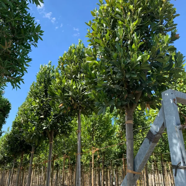 Laurus nobilis (Navadni lovor)