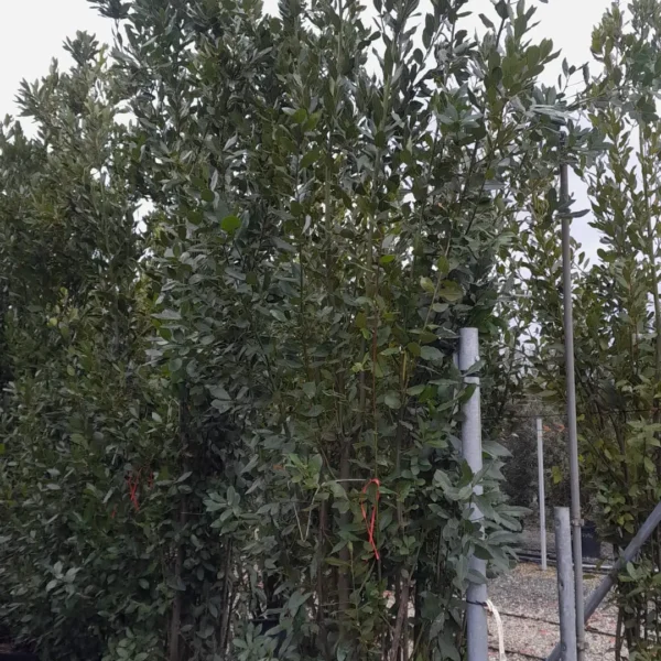 Laurus nobilis (Navadni lovor)