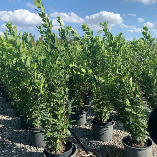 Laurus nobilis (Navadni lovor)