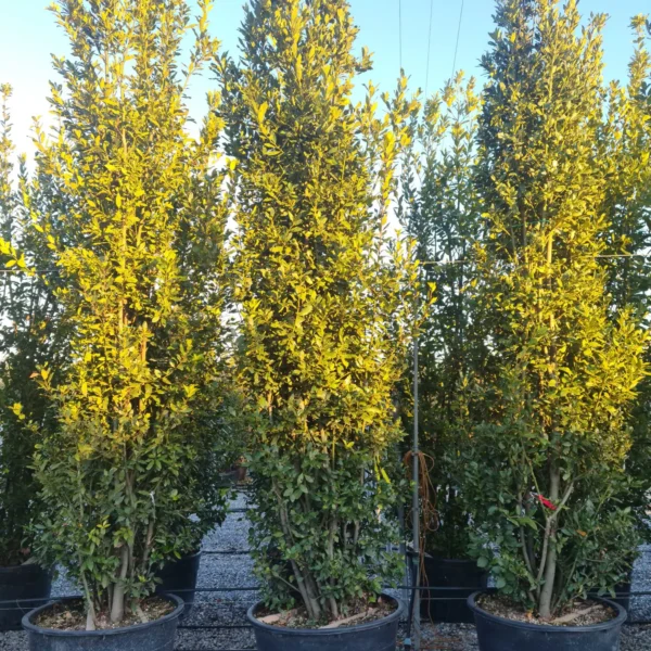 Laurus nobilis (Navadni lovor)