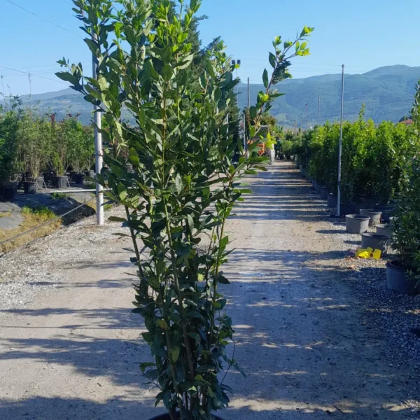 Laurus nobilis (Navadni lovor)