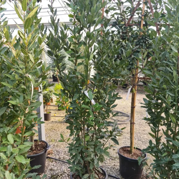 Laurus nobilis (Navadni lovor)