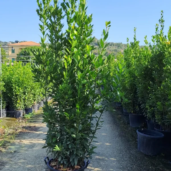 Laurus nobilis (Navadni lovor)