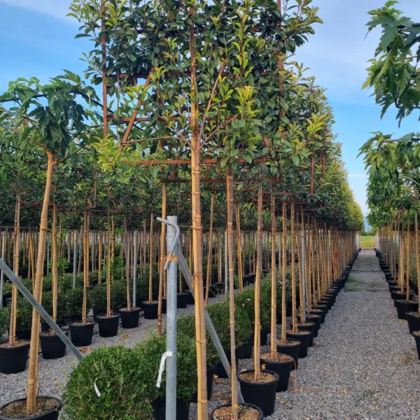 Photinia fr. 'Red Robin' (Fotinija BARIERA)