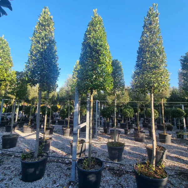 Laurus nobilis (Navadni lovor)